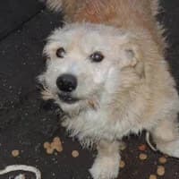 CIAPEK, Mixed Breed (Fundacja Głosem Zwierząt)