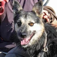 ALAN, Mixed Breed (Fundacja Głosem Zwierząt)
