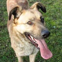BRANDON, Mixed Breed (Fundacja Głosem Zwierząt)