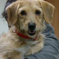 DANA, Mixed Breed (Fundacja Głosem Zwierząt)