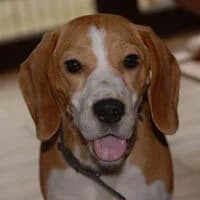 LEYLA, Mixed Breed (Fundacja Głosem Zwierząt)