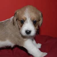 TOSIUNIA, Mixed Breed (Fundacja Głosem Zwierząt)