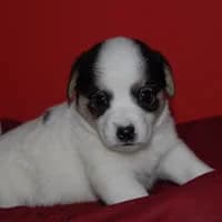 RABUS, Mixed Breed (Fundacja Głosem Zwierząt)