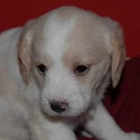 KOFFI, Mixed Breed (Fundacja Głosem Zwierząt)