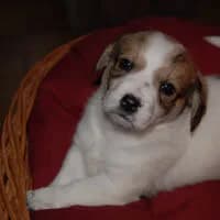 LEONEK, Mixed Breed (Fundacja Głosem Zwierząt)