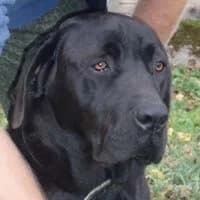 CZARNY, Mixed Breed (Fundacja Głosem Zwierząt)