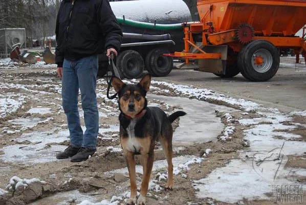 DOLARUŚ, Mixed Breed (Fundacja Głosem Zwierząt)