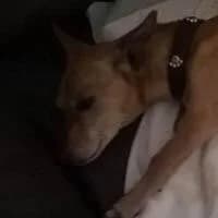 POPPY, Mixed Breed (Fundacja Głosem Zwierząt)