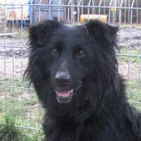 NEGRO, Mixed Breed (Fundacja Głosem Zwierząt)