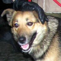 LOKKI, Mixed Breed (Fundacja Głosem Zwierząt)