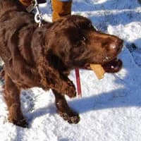 BASTI, Mixed Breed (Fundacja Głosem Zwierząt)