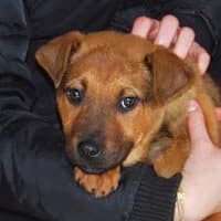 PIKSEL, Mixed Breed (Fundacja Głosem Zwierząt)