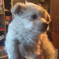 SIZI, Mixed Breed (Fundacja Głosem Zwierząt)