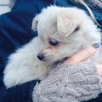 REINA, Mixed Breed (Fundacja Głosem Zwierząt)