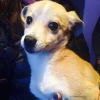 IZYDOR, Mixed Breed (Fundacja Głosem Zwierząt)
