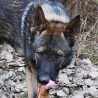 ARESS, Mixed Breed (Fundacja Głosem Zwierząt)