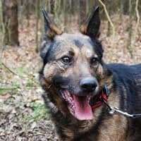 ROKII, Mixed Breed (Fundacja Głosem Zwierząt)