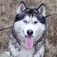ORKAN, Mixed Breed (Fundacja Głosem Zwierząt)