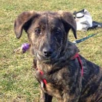 ELZA, Mixed Breed (Fundacja Głosem Zwierząt)