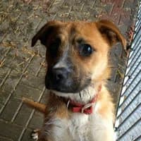 BAJECZKA, Mixed Breed (Fundacja Głosem Zwierząt)