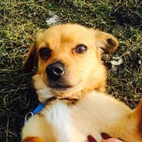 KOFII, Mixed Breed (Fundacja Głosem Zwierząt)