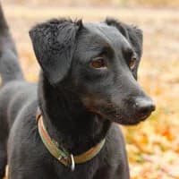 LARRY, Mixed Breed (Fundacja Głosem Zwierząt)