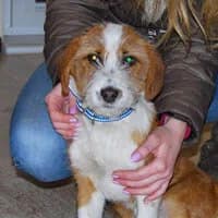 BAJZEL, Mixed Breed (Fundacja Głosem Zwierząt)