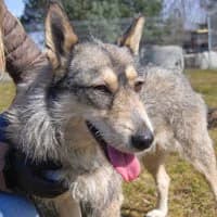 SZILA, Mixed Breed (Fundacja Głosem Zwierząt)