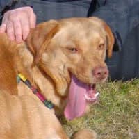 MARLEI, Mixed Breed (Fundacja Głosem Zwierząt)
