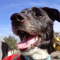 LUKI, Mixed Breed (Fundacja Głosem Zwierząt)