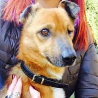 DEPIK, Mixed Breed (Fundacja Głosem Zwierząt)