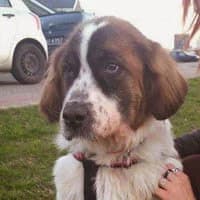 BELUNIA, Mixed Breed (Fundacja Głosem Zwierząt)