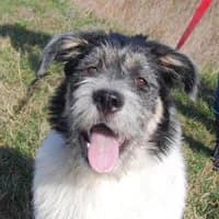 LENA, Mixed Breed (Fundacja Głosem Zwierząt)