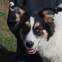 MIILKA, Mixed Breed (Fundacja Głosem Zwierząt)