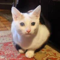 NEBBIA,  Mixed Breed for adoption at Fundacja Głosem Zwierząt, Polska