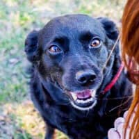 CZARNA, Mixed Breed (Fundacja Głosem Zwierząt)
