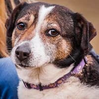 LASSIE, Mixed Breed (Fundacja Głosem Zwierząt)