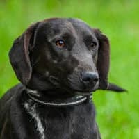 DYZIEK, Mixed Breed (Fundacja Głosem Zwierząt)