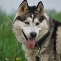 WINTER, Mixed Breed (Fundacja Głosem Zwierząt)