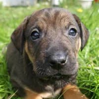 VICIA, Mixed Breed (Fundacja Głosem Zwierząt)