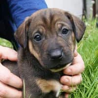 TORO, Mixed Breed (Fundacja Głosem Zwierząt)