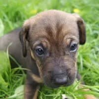 NIKUŚ, Mixed Breed (Fundacja Głosem Zwierząt)