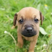 HERA, Mixed Breed (Fundacja Głosem Zwierząt)