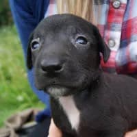 FIDUŚ, Mixed Breed (Fundacja Głosem Zwierząt)