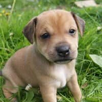 DEMI, Mixed Breed (Fundacja Głosem Zwierząt)