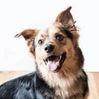 KUBA, Mixed Breed (Fundacja Głosem Zwierząt)