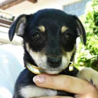 PINI, Mixed Breed (Fundacja Głosem Zwierząt)