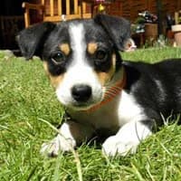 PAXI, Mixed Breed (Fundacja Głosem Zwierząt)
