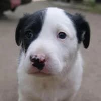 GRETA, Mixed Breed (Fundacja Głosem Zwierząt)