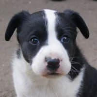 GOYA, Mixed Breed (Fundacja Głosem Zwierząt)